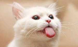 猫咪经常像狗一样吐舌头喘气正常吗