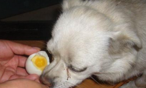 狗能吃蛋黄吗
