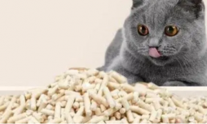 猫吃了膨润土猫砂能排出来吗