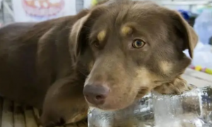 夏天狗狗可以吃冰棍吗