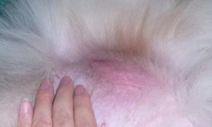 狗狗长了个粉色肉瘤怎么办啊