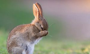 兔子耳朵发热怎么回事而且有红血丝