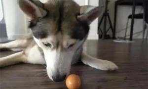 狗可以吃鸡蛋吗