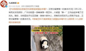 饮料掉落被熊猫捡来喝，广州动物园已正式回应游客