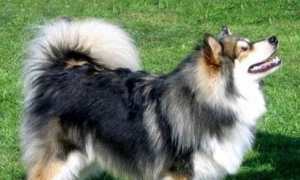 芬兰拉普猎犬的外貌特征性格