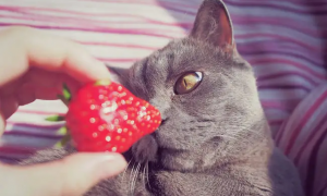 三个月小猫能吃草莓吗