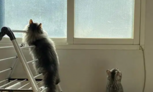 猫咪老是爬窗户出去怎么办