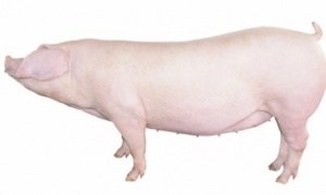 长白猪最大能养多少斤