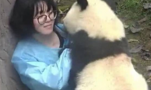 动物园里的大熊猫都比你会撩妹，你敢信？耍起赖来还真有一套