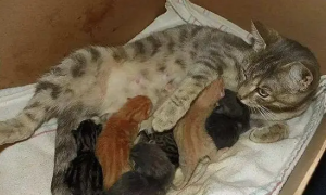 猫咪多久生宝宝