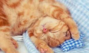 猫咪一天睡多久正常
