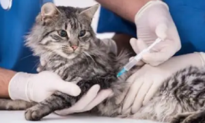 宠物猫需要打疫苗吗