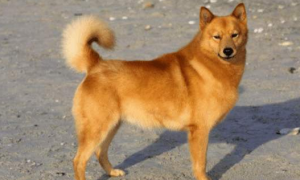 芬兰狐狸犬的外貌特征性格