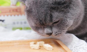 猫可以吃的零食有哪些