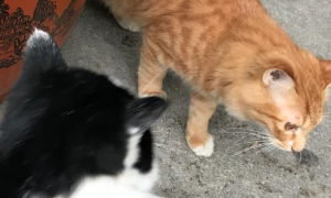 奶牛猫和橘猫交手，光看体型就不是大橘的对手！橘猫：自不量力