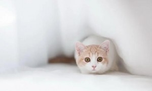 猫咪反复发烧是为什么