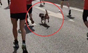 主人带狗跑马拉松，还有参赛编号，成功到达终点！