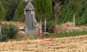 狗狗守着主人的墓碑数月，饿了就吃麦苗，被救助离开时它竟流泪了