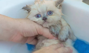 猫多久洗一次澡