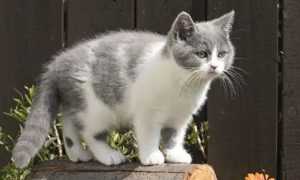 英国短毛猫多少钱一只纯种