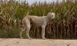 被马场教练遗弃的狗，在玉米地数月饿成皮包骨，濒死遇上好人得救