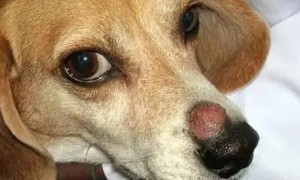 宠物狗真菌性皮肤病用什么药治疗