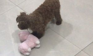 泰迪幼犬玩什么玩具