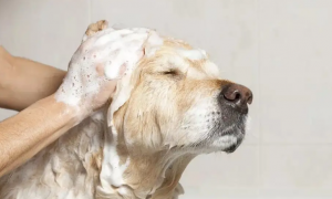 狗用什么洗澡杀菌止痒