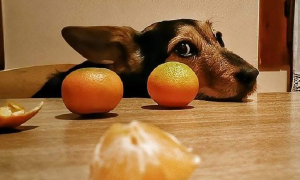 狗可以吃橘子吗