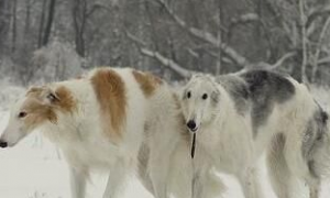 苏俄猎狼犬的饲养要点有哪些