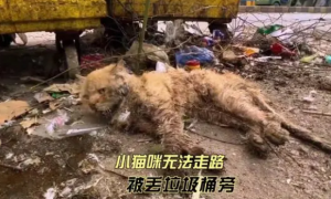垃圾桶旁边躺着一只无法移动的流浪猫，是饿得走不动路了么