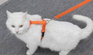 如何给猫带牵引绳