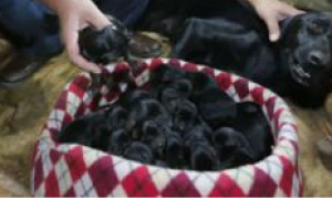 不可思议！泉州杜宾犬一窝生了18只，创泉州“纪录”