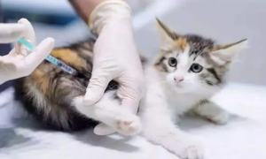 家猫需要打狂犬疫苗吗
