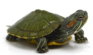 为龟龟使用抗生素的用量标准是什么