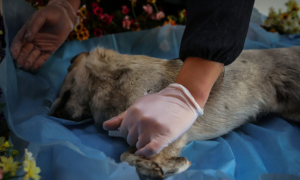 为宠物做“摆渡人”我国近两年每月新增超230家宠物殡葬企业