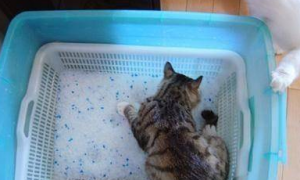 猫砂一般要放多少