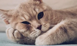 治疗猫咪毛囊炎最有效的药是什么