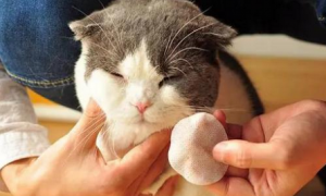 猫一直守护生病在床的主人，当主人醒来时不停用猫爪抚摸主人的脸