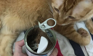 两个月猫可以吃罐头吗