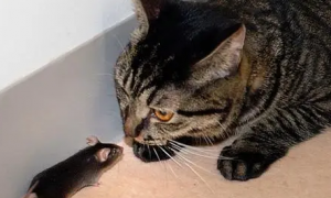 猫为什么抓老鼠