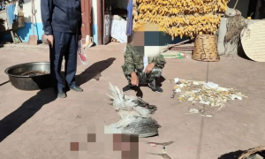 男子杀害“高原神鸟”黑颈鹤烹食被刑拘：系国家一级重点保护野生动物
