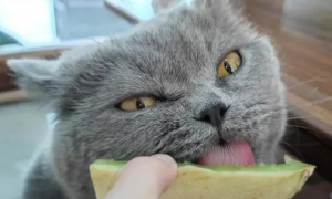 猫能吃哈密瓜吗