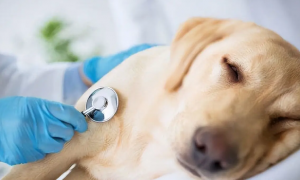 狗感染了细小病毒会有怎样的症状?