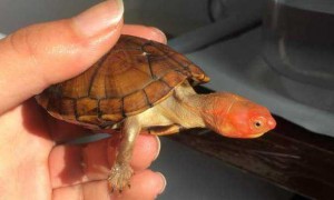 红面蛋龟怎么冬眠