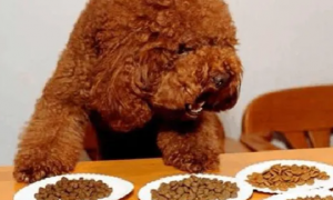 泰迪狗不吃饭是什么原因造成的