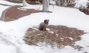 无家可归的流浪狗，只能蜷缩在雪地里睡觉，快要冻僵时她出现了
