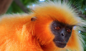 金色乌叶猴是国家一级保护动物吗