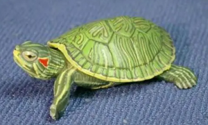 巴西红耳龟吃什么