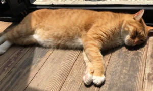 橘猫怀孕了有什么症状
